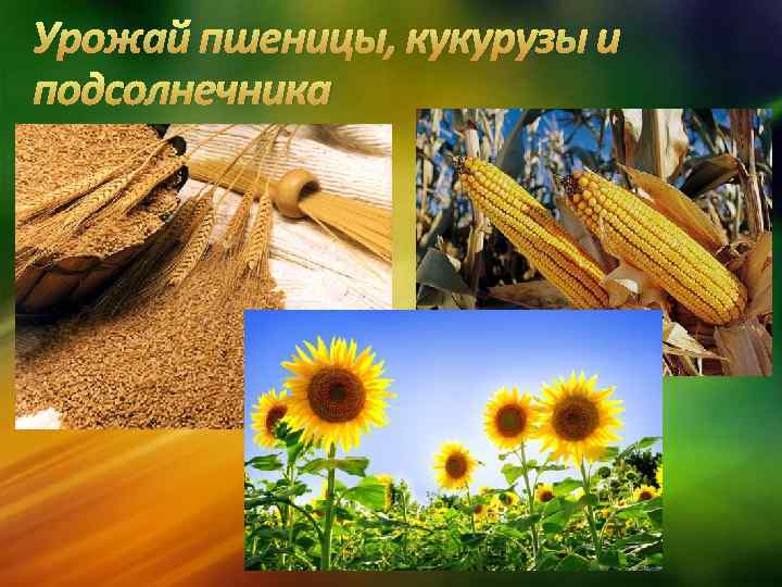 Урожай пшеницы, кукурузы и подсолнечника 