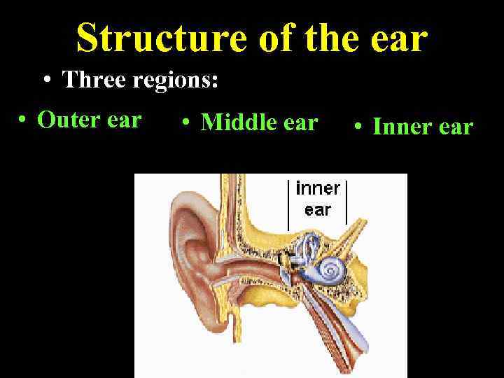 Structure of the ear • Three regions: • Outer ear • Middle ear •
