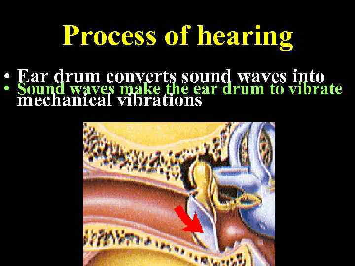 Process of hearing • Ear drum converts sound waves into • Sound waves make