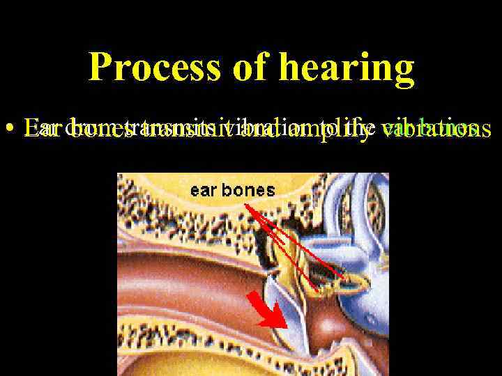 Process of hearing • Ear drum transmits vibration to the vibrations Ear bones transmit
