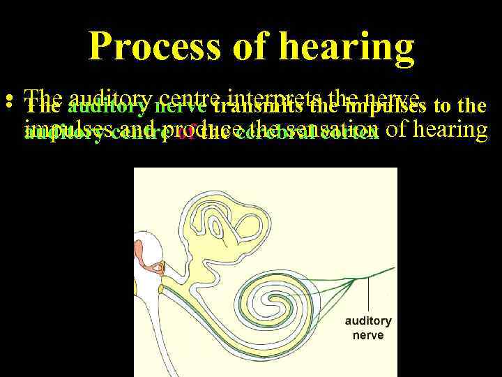 Process of hearing • The auditory centre interprets the nerve • The auditory nerve