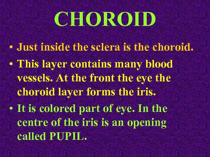 CHOROID • Just inside the sclera is the choroid. • This layer contains many