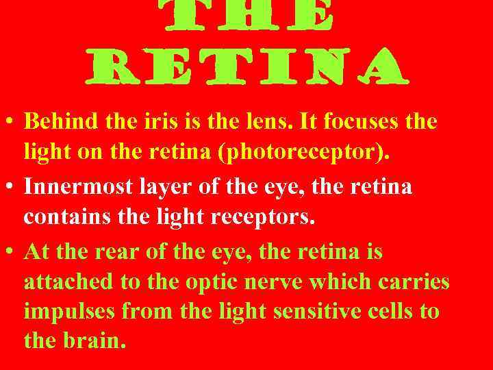 THE RETINA • Behind the iris is the lens. It focuses the light on