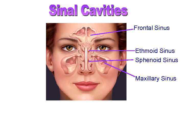 Frontal Sinus Ethmoid Sinus Sphenoid Sinus Maxillary Sinus • • • Warm and moisten