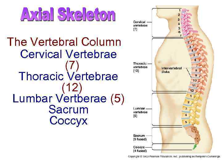 The Vertebral Column Cervical Vertebrae (7) Thoracic Vertebrae (12) Lumbar Vertberae (5) Sacrum Coccyx