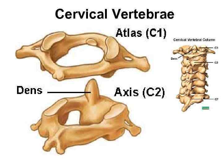 Cervical Vertebrae 
