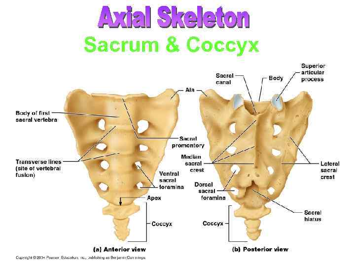 Sacrum & Coccyx 