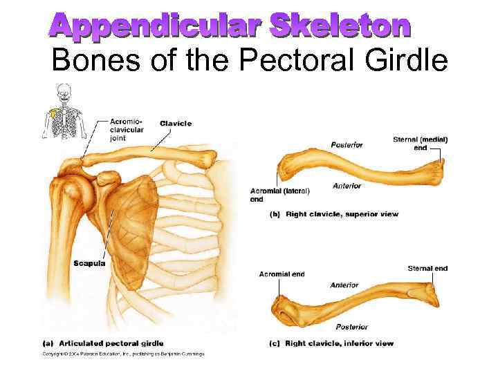 Bones of the Pectoral Girdle 