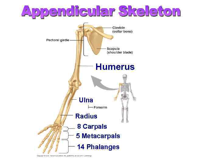 Humerus Ulna Radius 8 Carpals 5 Metacarpals 14 Phalanges 