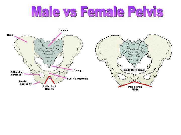  Male Pelvic Girdle Female Pelvic Girdle 
