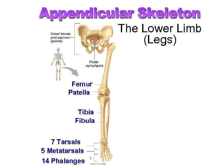 The Lower Limb (Legs) Femur Patella Tibia Fibula 7 Tarsals 5 Metatarsals 14 Phalanges