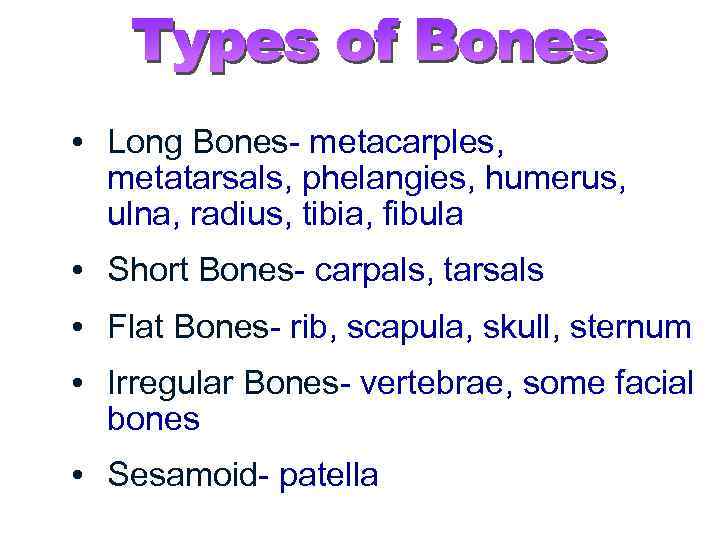  • Long Bones- metacarples, metatarsals, phelangies, humerus, ulna, radius, tibia, fibula • Short