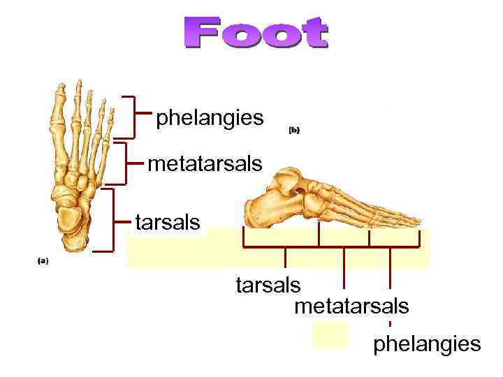 phelangies metatarsals metatarsals phelangies 