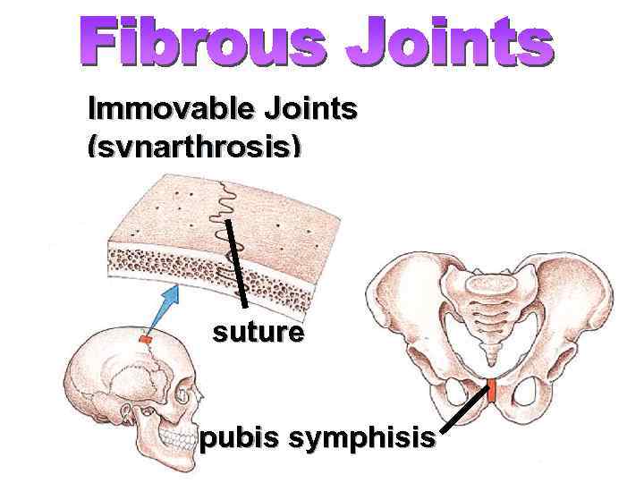 Immovable Joints (synarthrosis) suture pubis symphisis 