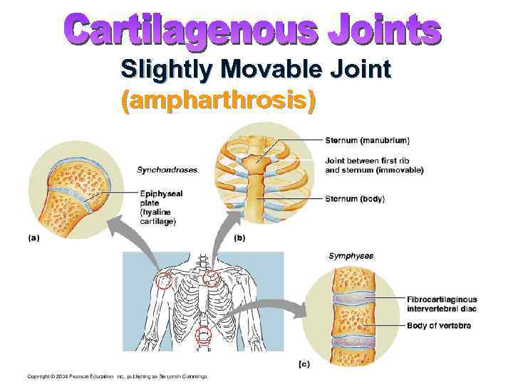 Slightly Movable Joint (ampharthrosis) 