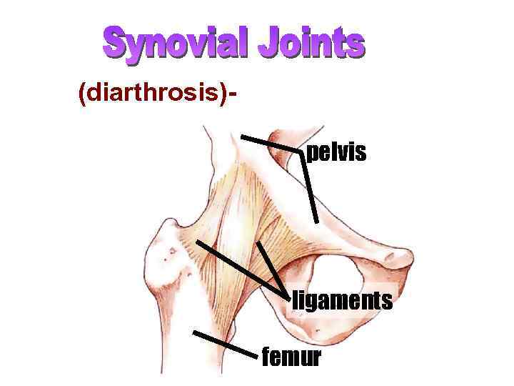 (diarthrosis)- freely moveable pelvis ligaments femur 