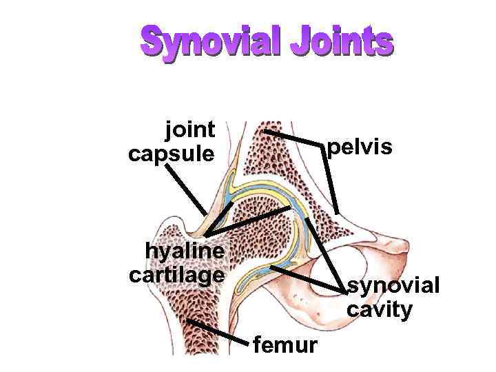 joint capsule pelvis hyaline cartilage synovial cavity femur 