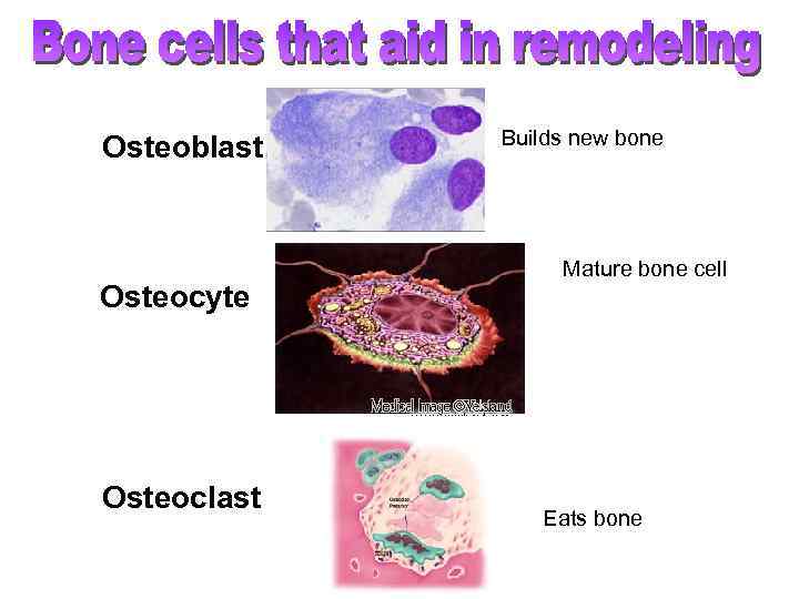 Osteoblast Osteocyte Osteoclast Builds new bone Mature bone cell Eats bone 