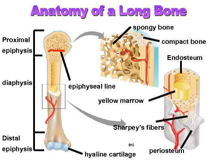 spongy bone Proximal compact bone epiphysis diaphysis Endosteum epiphyseal line yellow marrow Sharpey’s fibers