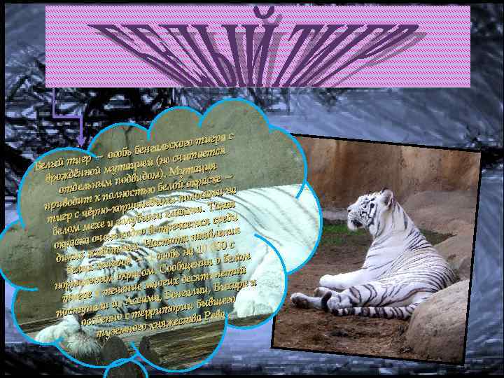 гра с кого ти нгальс особь бе не считается игр — Белый т ой