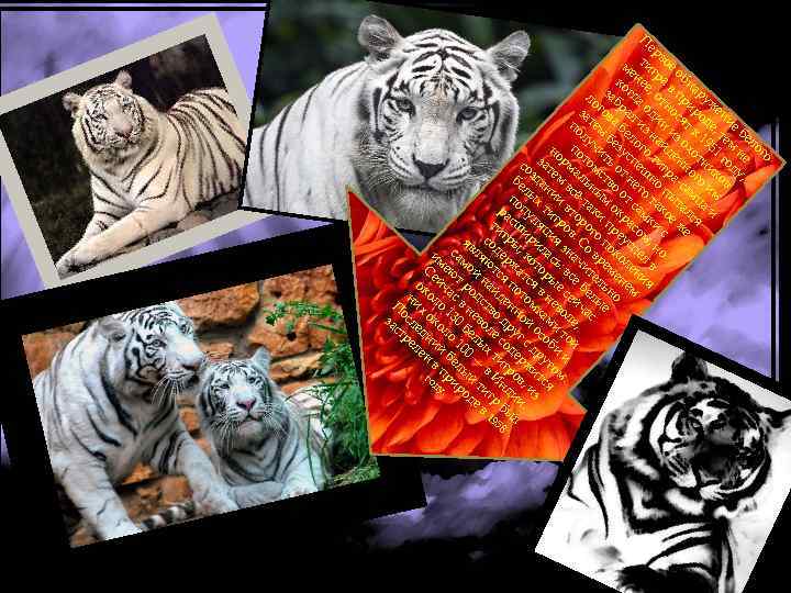 П ер ти вое ме г р о ко нее а в бна ло