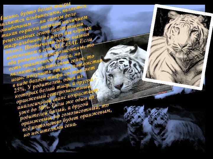 ры е тиг вляется лы то бе осами, я еле уд ние, б альбин