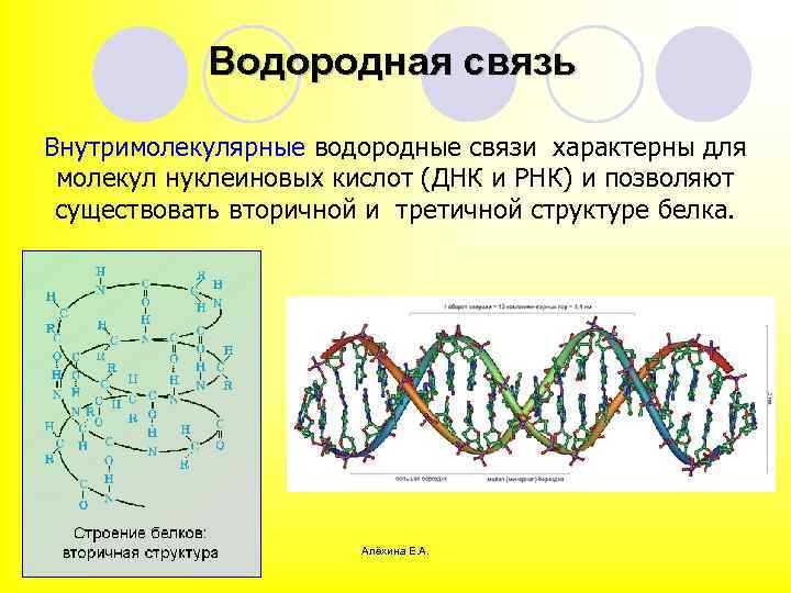 Кольцевая днк характерна для. Внутримолекулярная водородная связь ДНК. Водородная связь в нуклеиновых кислотах.