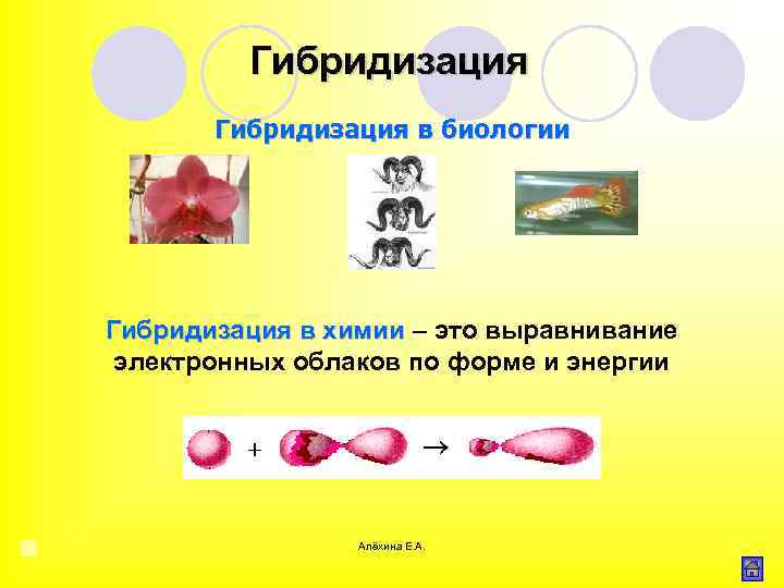 Гибридизация в биологии Гибридизация в химии – это выравнивание электронных облаков по форме и