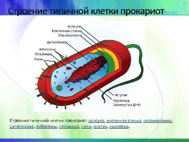 Строение типичной клетки прокариот: капсула, клеточная стенка, плазмолемма, цитоплазма, рибосомы, плазмида, пили, жгутик, нуклеоид.