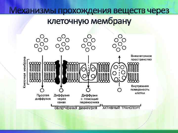 Виды транспорта через клеточную мембрану схема