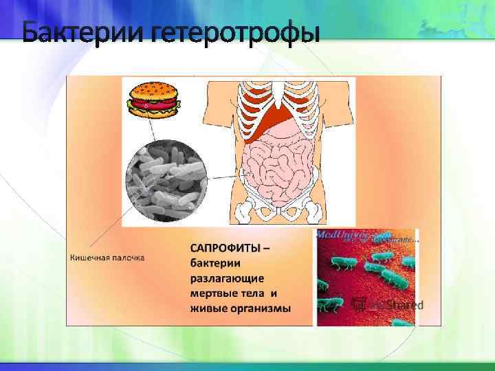 Бактерии гетеротрофы 