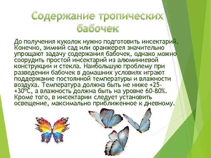 Содержание тропических бабочек До получения куколок нужно подготовить инсектарий. Конечно, зимний сад или оранжерея