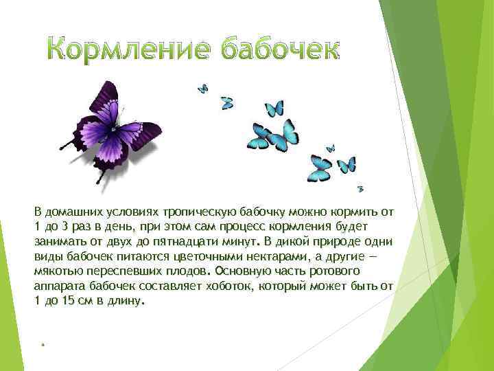 Кормление бабочек В домашних условиях тропическую бабочку можно кормить от 1 до 3 раз
