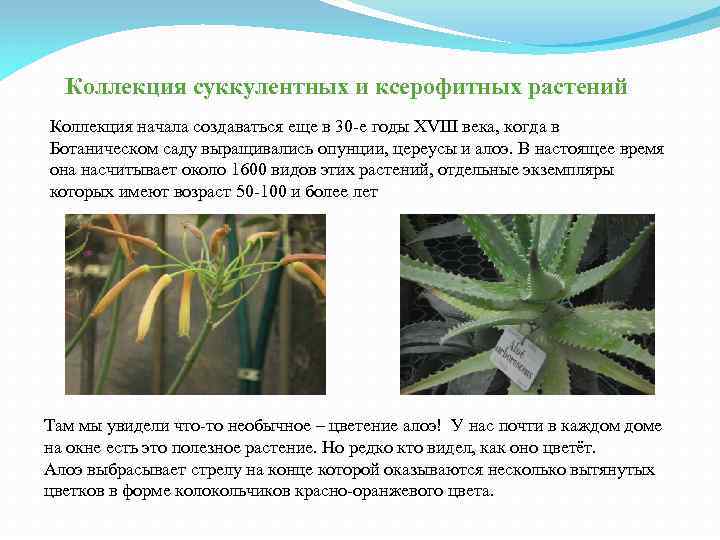 Коллекция суккулентных и ксерофитных растений Коллекция начала создаваться еще в 30 -е годы XVIII