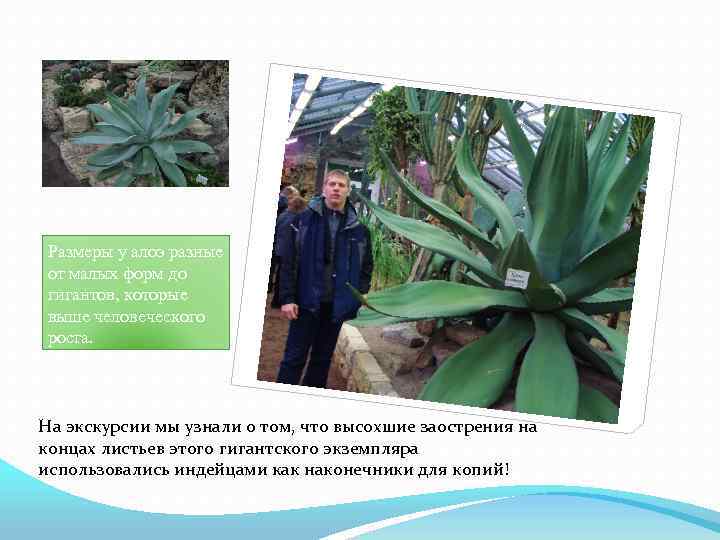 Размеры у алоэ разные от малых форм до гигантов, которые выше человеческого роста. На
