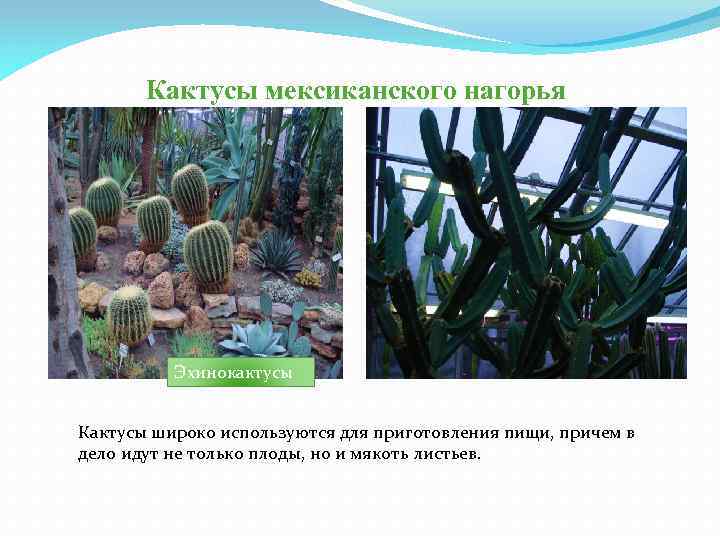Кактусы мексиканского нагорья Эхинокактусы Кактусы широко используются для приготовления пищи, причем в дело идут