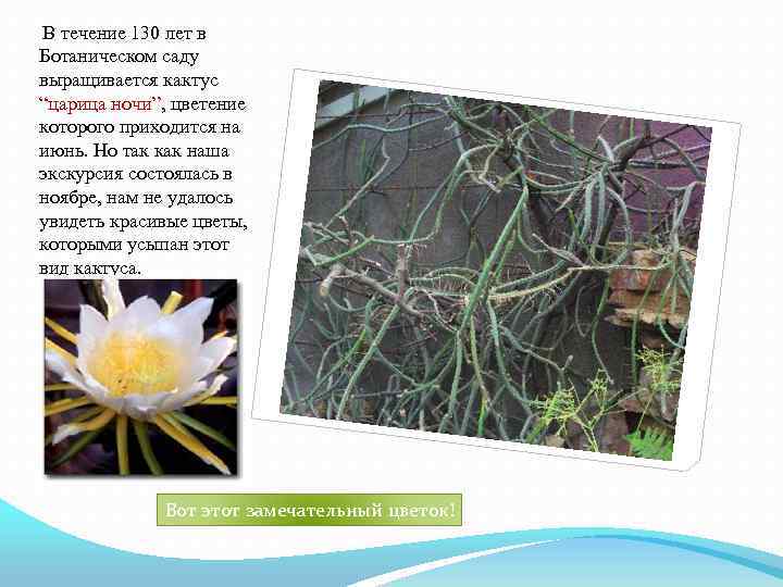 В течение 130 лет в Ботаническом саду выращивается кактус “царица ночи”, цветение которого приходится