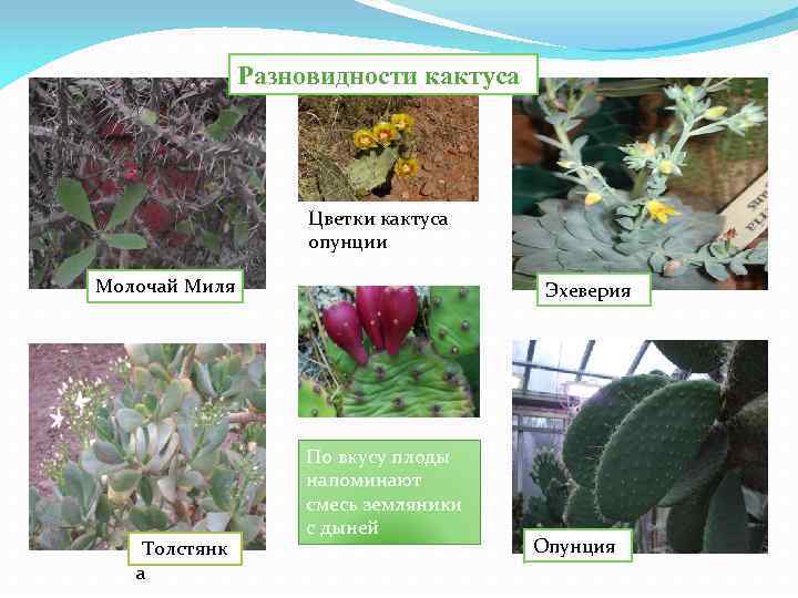 Разновидности кактуса Цветки кактуса опунции Молочай Миля Толстянк а Эхеверия По вкусу плоды напоминают