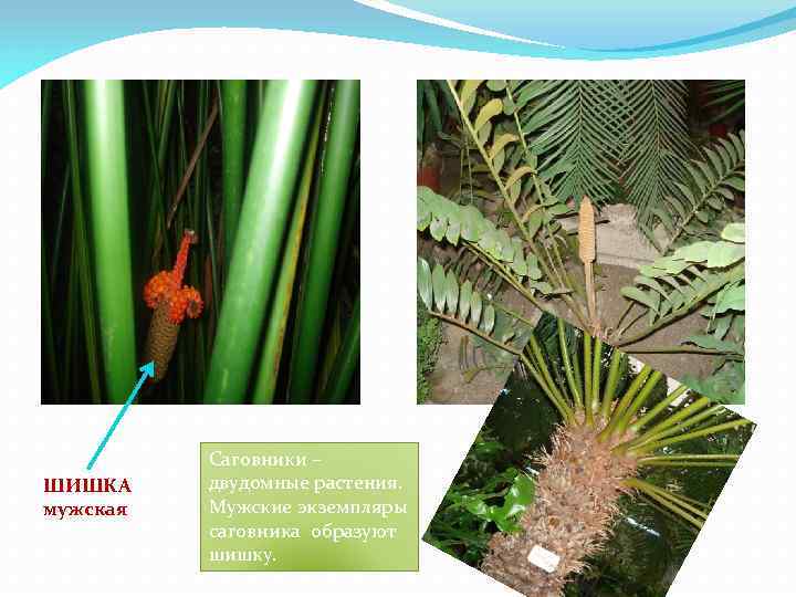 ШИШКА мужская Саговники – двудомные растения. Мужские экземпляры саговника образуют шишку. 