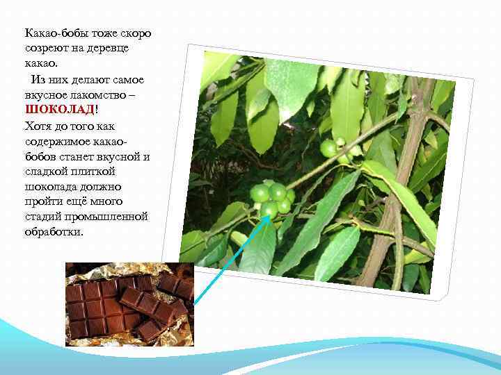Какао-бобы тоже скоро созреют на деревце какао. Из них делают самое вкусное лакомство –