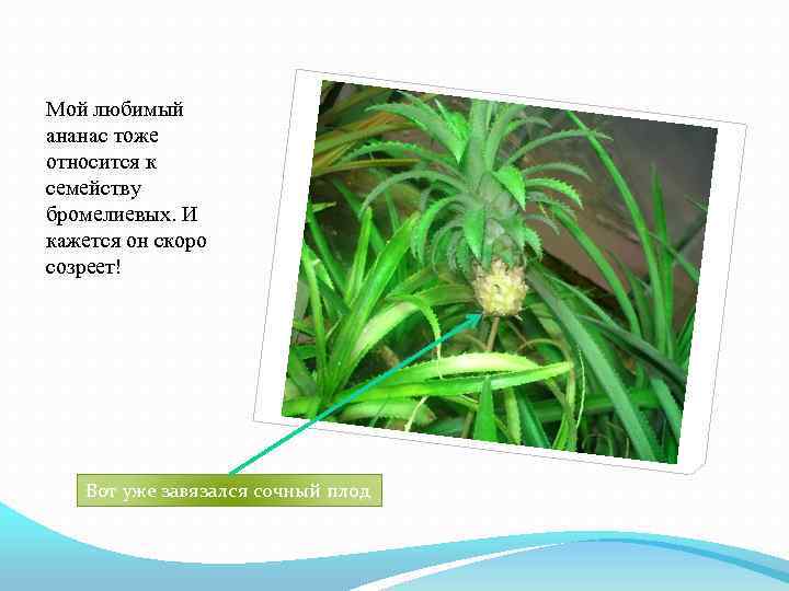 Мой любимый ананас тоже относится к семейству бромелиевых. И кажется он скоро созреет! Вот