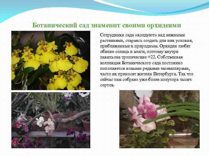 Ботанический сад знаменит своими орхидеями Сотрудники сада «колдуют» над нежными растениями, стараясь создать для