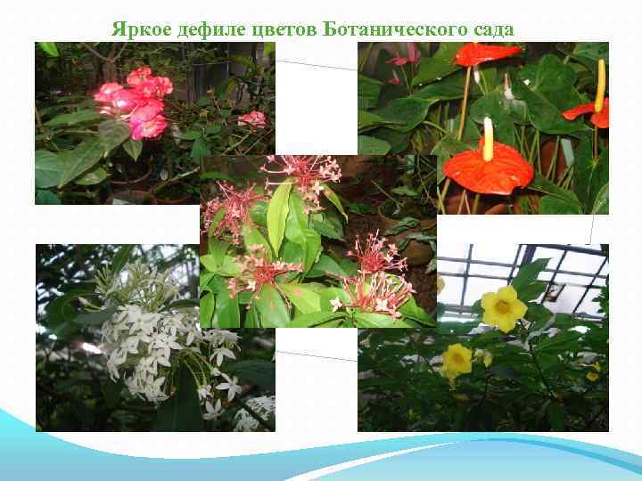 Яркое дефиле цветов Ботанического сада 