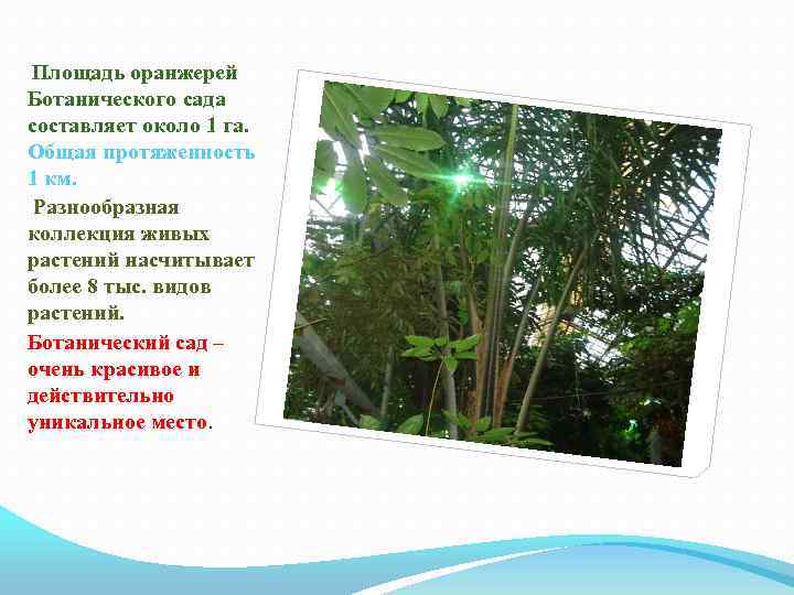 Площадь оранжерей Ботанического сада составляет около 1 га. Общая протяженность 1 км. Разнообразная коллекция