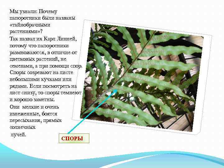 Мы узнали: Почему папоротники были названы «тайнобрачными растениями» ? Так назвал их Карл Линней,
