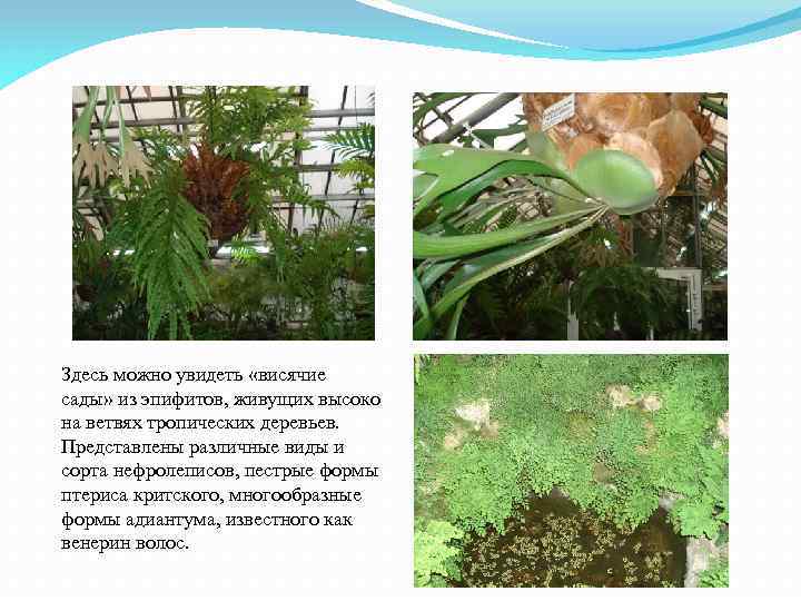 Здесь можно увидеть «висячие сады» из эпифитов, живущих высоко на ветвях тропических деревьев. Представлены