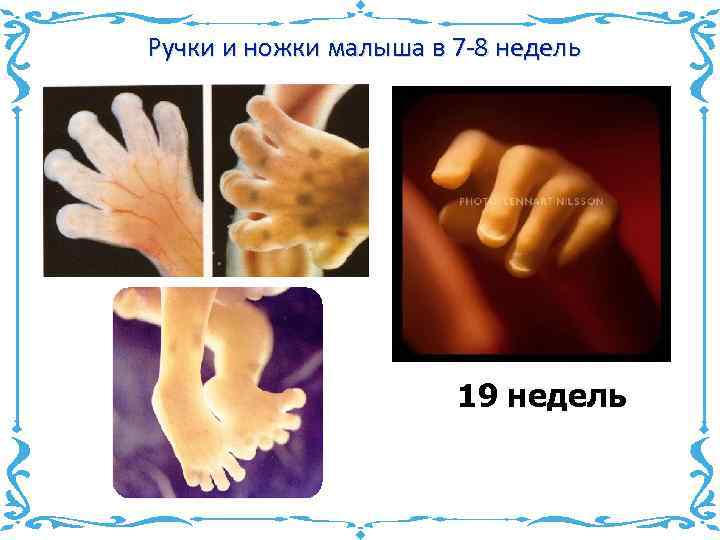 Ручки и ножки малыша в 7 -8 недель 19 недель 