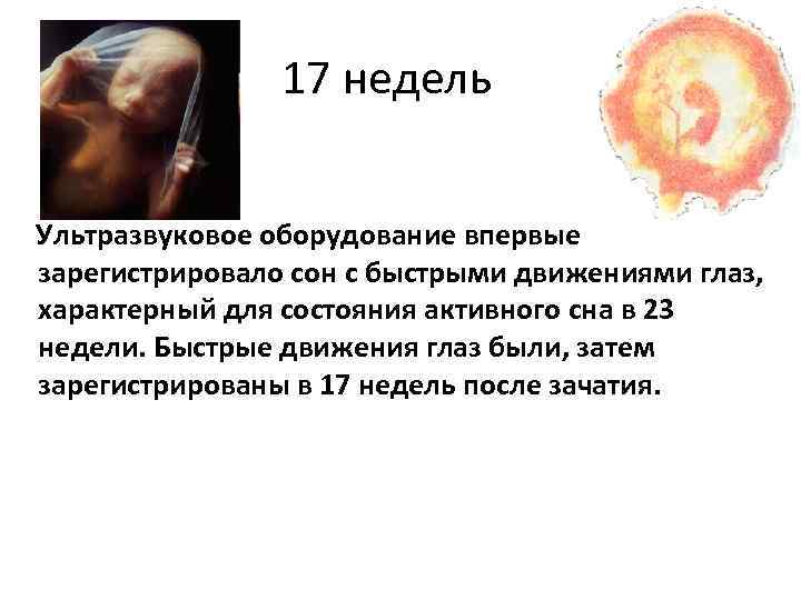 17 недель Ультразвуковое оборудование впервые зарегистрировало сон с быстрыми движениями глаз, характерный для состояния