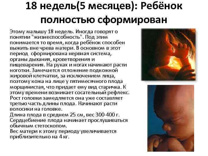 18 недель(5 месяцев): Ребёнок полностью сформирован Этому малышу 18 недель. Иногда говорят о понятии