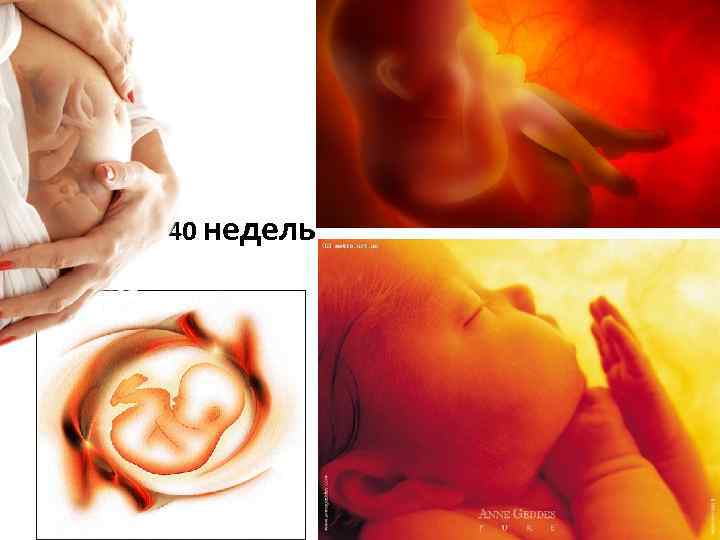 40 недель 